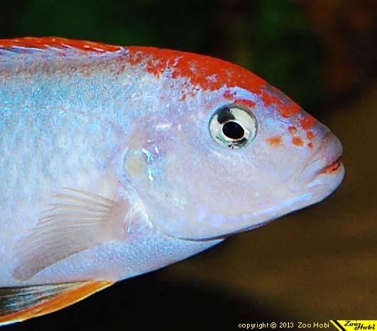Pseudotropheus sp. 'red top ndumbi' Ndumbi Point
